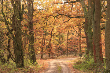 Herbstliche Altmark; Waldweg bei Trüstedt