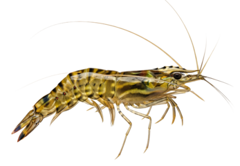 River prawn with tail stretched out, full body clarity, transparent