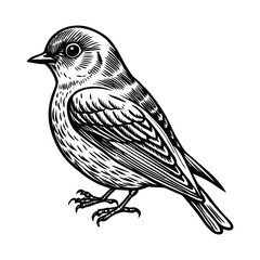 Eastern bluebird silhouette vector icon