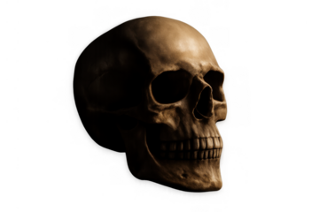 Human skull showing anatomy and mortality, featuring memento mori on a transparent background
