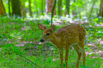 Fawn, the white-tailed deer (Odocoileus virginianus), also known as the whitetail or Virginia deer