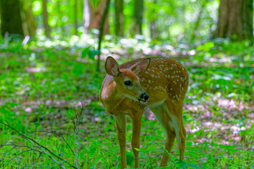 Fawn, the white-tailed deer (Odocoileus virginianus), also known as the whitetail or Virginia deer