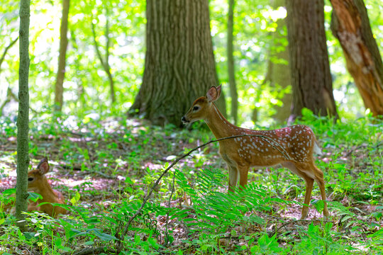 Fawn, the white-tailed deer (Odocoileus virginianus), also known as the whitetail or Virginia deer