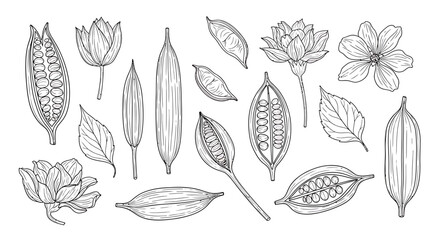 Fototapeta premium Detailed Botanical Illustrations of Cardamom Pods, Flowers, and Leaves.