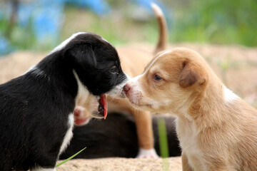 Adorable Puppies Playing and Licking Each Other Outdoors