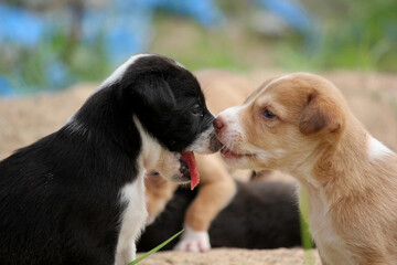 Adorable Puppies Playing and Licking Each Other Outdoors