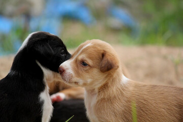 Adorable Puppies Playing and Licking Each Other Outdoors