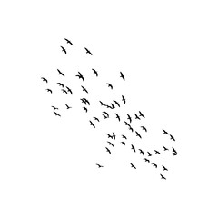 A flock of silhouetted birds flying in formation against a white background in a diagonal pattern