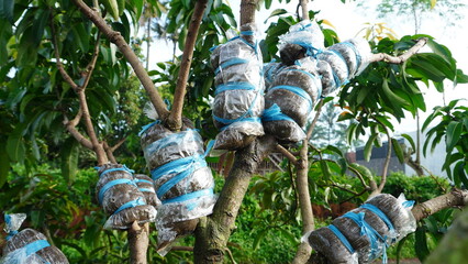 the essential step of wrapping a tree branch for vegetative propagation, the clear plastic reveals...