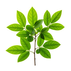 Obraz premium Vibrant Green Leaves: A close-up shot of a branch adorned with radiant, emerald green leaves. The leaves display intricate textures, showcasing the raw, natural beauty of flora.