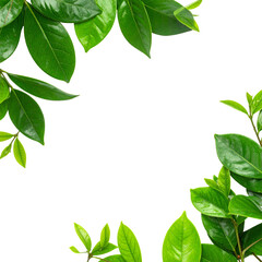 Obraz premium Green Leaves Frame: The fresh, vibrant green leaves create a captivating natural border, offering a clean, organic frame for your creative projects.