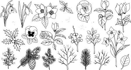 Fototapeta premium Hand-Drawn Floral Elements Set: Botanical Illustrations for Winter and Spring Designs
