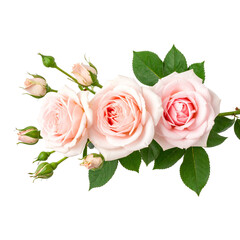 Delicate Rose Arrangement: A close-up view captures the soft, subtle beauty of a collection of blush roses, complemented by the fresh green foliage. A visual symphony of nature's beauty