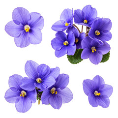 Floral Quartet: A captivating array of vibrant violet flowers, each bloom a testament to nature's artistry, meticulously arranged to highlight their delicate petals and intricate details.