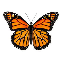 Monarch Butterfly: An exquisite monarch butterfly, showcases its iconic orange and black wings, a symbol of transformation and freedom. With a backdrop of subtle hues.