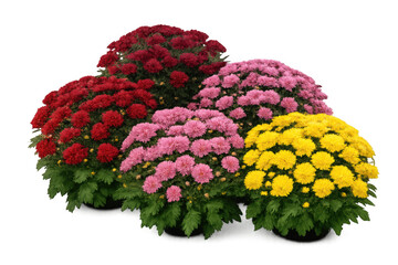 Potted red, pink, and yellow chrysanthemums blooming, creating vibrant flora display with transparent background