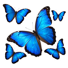 Azure Butterflies: A vibrant gathering of azure butterflies gracefully takes flight, their delicate wings adorned with intricate patterns, creating a mesmerizing display of nature's elegance.