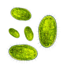 Microscopic Marvels: A close-up view reveals a cluster of vibrant, translucent microorganisms, showcasing the intricate details of their biology and structure.