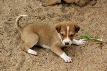 Adorable Brown Puppy Resting on Sandy Ground Outdoors