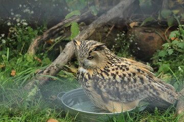 Wild Owl with Big Eyes in Natural Habitat Forest and Grass Background