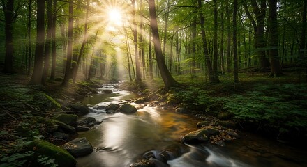 Obraz premium Sunlit Stream Through Forest - A Serene Natural Landscape.