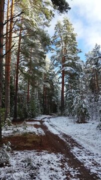 A road in a pine forest covered with the first snow, snow falling from the trees. High quality 4k footage
