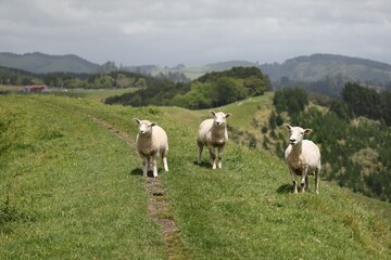 Obraz premium Sheep Stroll Along Grassy Hilltop Countryside Trail