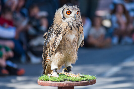 Bubo bengalensis (Indian Eagle owl) exhibition