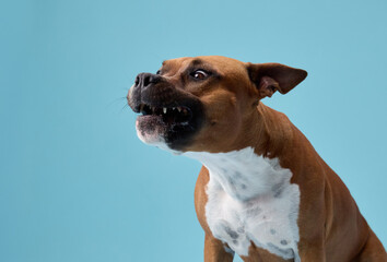 A staffordshire terrier barks or vocalizes with its head tilted upward and mouth open. The blue background highlights the movement.