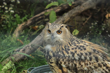 Owl Cooling in Water Bowl Wildlife Bird Photography in Nature