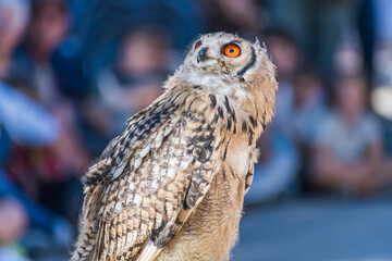Bubo bengalensis (Indian Eagle owl) exhibition