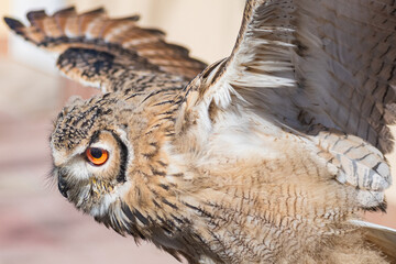 Bubo bengalensis (Indian Eagle owl) exhibition