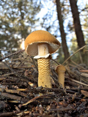 mushroom in the forest