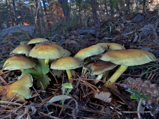 mushrooms in the forest
