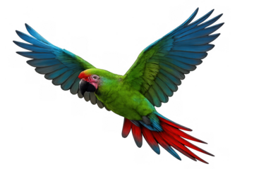 Green macaw parrot flying with outstretched colorful wings reaching for freedom on transparent background