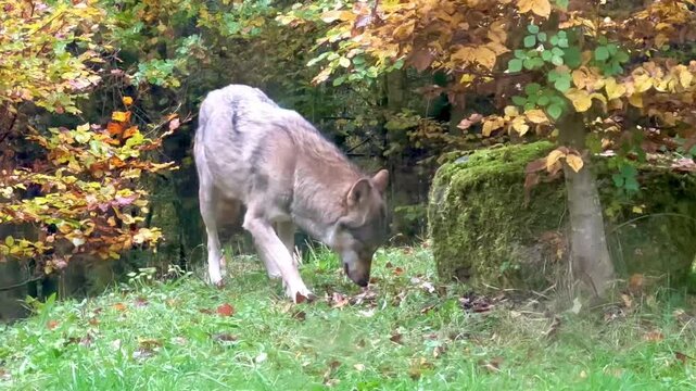A wolf devours a chicken in an autumn forest