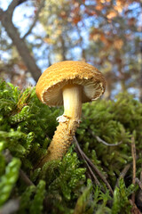 orange cap boletus