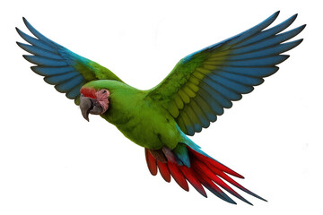 Fototapeta premium Green tropical macaw parrot flying with blue wings and red tail spread, isolated on transparent background