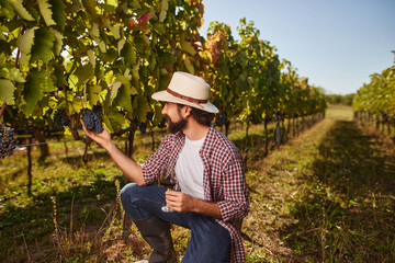 A dedicated vineyard worker is kneeling down to pick ripe grapes from the vine in a family-run vineyard under bright sunlight. The lush landscape showcases rows of healthy vines.