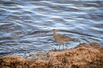 A whimbrel stands on the coast of Orihuela Costa in Alicante, surrounded by washed-up plants, while the shimmering sea waves glisten behind it. The close-up highlights its long curved bill and distinc
