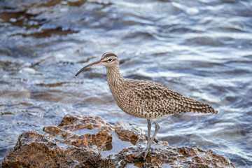 A whimbrel stands on the coast of Orihuela Costa in Alicante, surrounded by washed-up plants, while the shimmering sea waves glisten behind it. The close-up highlights its long curved bill and distinc