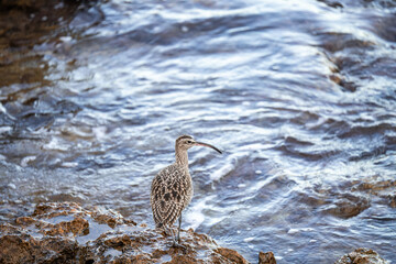 A whimbrel stands on the coast of Orihuela Costa in Alicante, surrounded by washed-up plants, while the shimmering sea waves glisten behind it. The close-up highlights its long curved bill and distinc