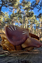 mushroom in the forest