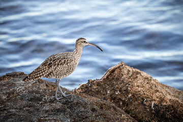A whimbrel stands on the coast of Orihuela Costa in Alicante, surrounded by washed-up plants, while the shimmering sea waves glisten behind it. The close-up highlights its long curved bill and distinc