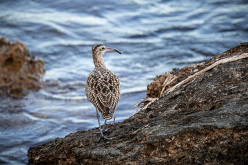 A whimbrel stands on the coast of Orihuela Costa in Alicante, surrounded by washed-up plants, while the shimmering sea waves glisten behind it. The close-up highlights its long curved bill and distinc