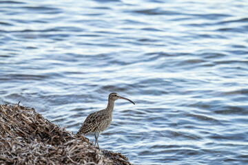 A whimbrel stands on the coast of Orihuela Costa in Alicante, surrounded by washed-up plants, while the shimmering sea waves glisten behind it. The close-up highlights its long curved bill and distinc