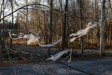 pieces of clear plastic caught on a bare tree branch
