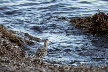A whimbrel stands on the coast of Orihuela Costa in Alicante, surrounded by washed-up plants, while the shimmering sea waves glisten behind it. The close-up highlights its long curved bill and distinc