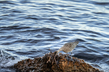 A whimbrel stands on the coast of Orihuela Costa in Alicante, surrounded by washed-up plants, while the shimmering sea waves glisten behind it. The close-up highlights its long curved bill and distinc