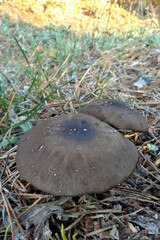 mushrooms in the grass